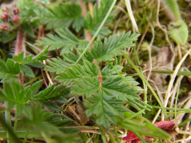 Erodium cicutarium